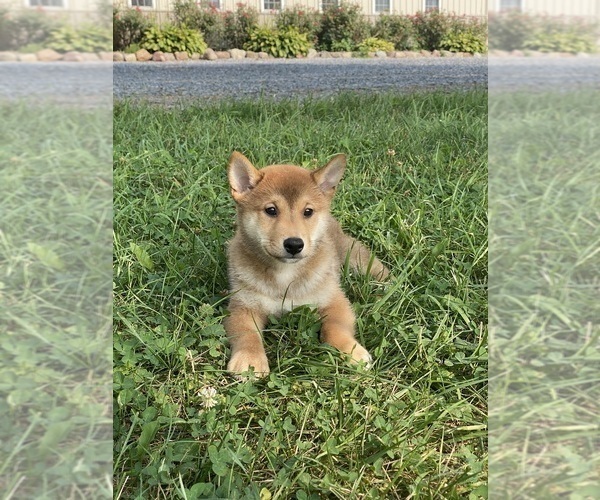 Medium Photo #1 Shiba Inu Puppy For Sale in CANOGA, NY, USA