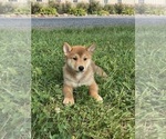 Small Shiba Inu