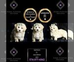 Small #2 Maltipoo