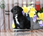 Puppy Vasko Bernese Mountain Dog-Labrador Retriever Mix