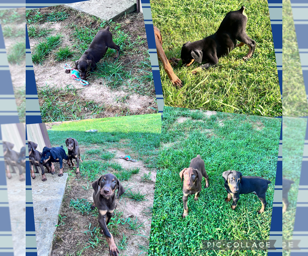 Medium Photo #11 Doberman Pinscher Puppy For Sale in HARTSELLE, AL, USA