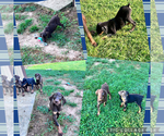 Small #10 Doberman Pinscher
