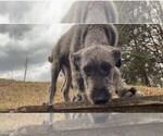 Small #1 Irish Wolfhound
