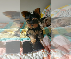 Yorkshire Terrier Puppy for Sale in HOT SPRINGS NATIONAL PARK, Arkansas USA