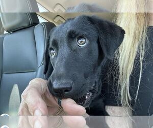 Labrador Retriever-Unknown Mix Dogs for adoption in Clovis, CA, USA