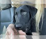 Small Labrador Retriever Mix