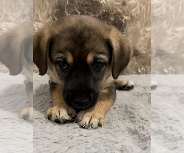 Medium Photo #3 Cane Corso-German Shepherd Dog Mix Puppy For Sale in FERNLEY, NV, USA