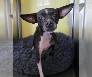 Chiweenie Dogs for adoption in Rockwall, TX, USA