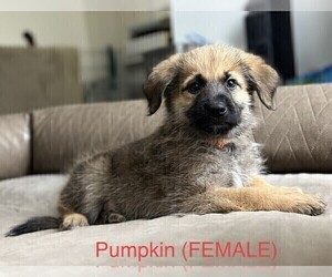 German Shepherd Dog-Labradoodle Mix Puppy for sale in MILWAUKEE, WI, USA