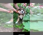 Small Photo #38 Bernese Mountain Dog-Caucasian Shepherd Dog Mix Puppy For Sale in STEVENS, PA, USA