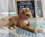 Puppy Kylar Goldendoodle (Miniature)