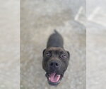 Small Photo #4 Mutt Puppy For Sale in Evansville, IN, USA