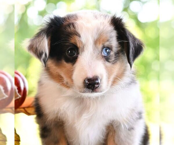 Medium Photo #4 Miniature Australian Shepherd Puppy For Sale in REBERSBURG, PA, USA
