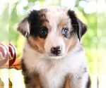 Small #3 Miniature Australian Shepherd