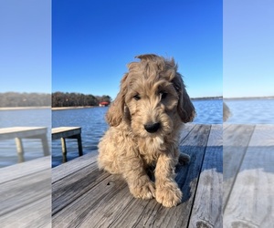 Goldendoodle Puppy for sale in LARUE, TX, USA