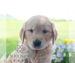 Small #5 Golden Retriever