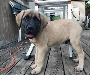 Mastiff Puppy for sale in OTTAWA, IL, USA