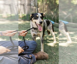 Mutt Dogs for adoption in Columbus, IN, USA