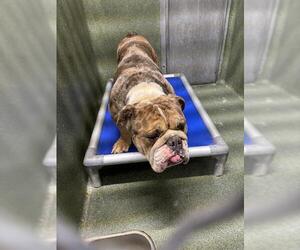 Bulldog Dogs for adoption in Downey, CA, USA