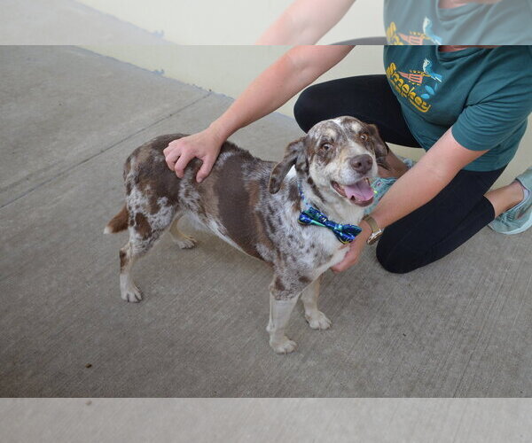 Medium Photo #2 Catahoula Leopard Dog-Unknown Mix Puppy For Sale in McKinney, TX, USA