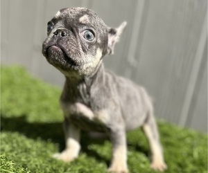French Bulldog Puppy for sale in SEATTLE, WA, USA