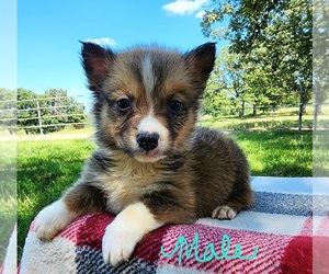 Aussie-Corgi Puppy for sale in CROCKER, MO, USA