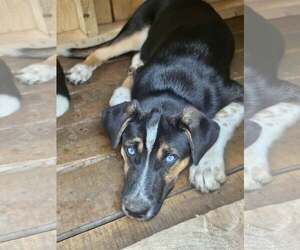 Vader (COURTESY POST) - Male German Shepherd Dog-Unknown Mix Dog for Adoption - Photo #2