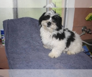 Mal-Shi Puppy for sale in CONCORD, CA, USA