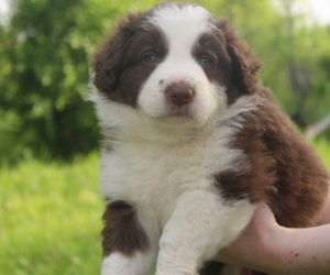 Border Collie Puppy for sale in DENISON, TX, USA
