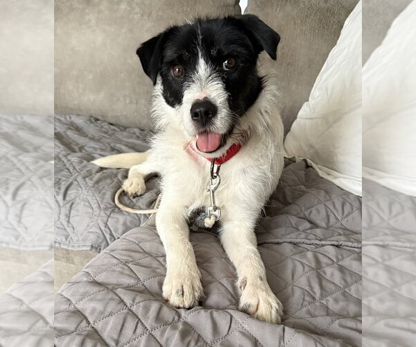 Medium Photo #1 Mutt Puppy For Sale in Boston, MA, USA