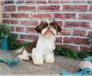 Shih Tzu Puppy for Sale in SYRACUSE, Indiana USA