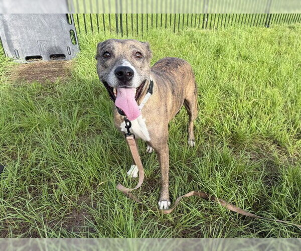 Medium Photo #2 American Pit Bull Terrier Puppy For Sale in Ocala, FL, USA