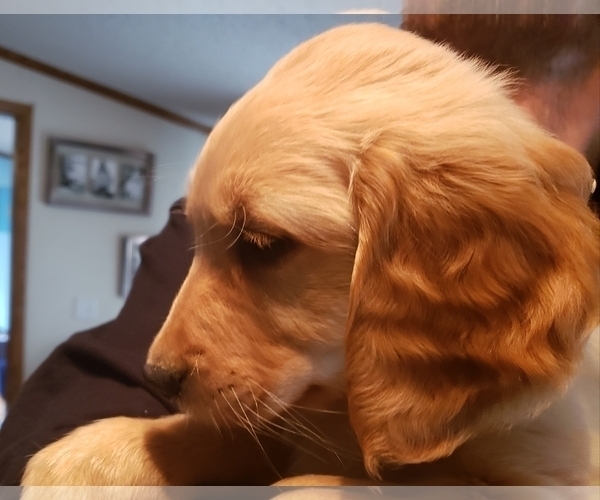 Medium Photo #19 Golden Retriever Puppy For Sale in CLAREMORE, OK, USA