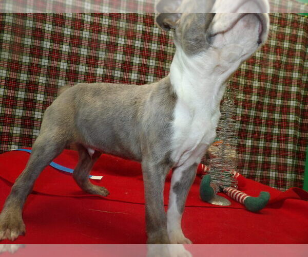 Medium Photo #2 Boston Terrier Puppy For Sale in PATERSON, NJ, USA