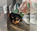 Small #2 Yorkshire Terrier