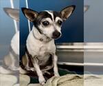 Small Chihuahua Mix