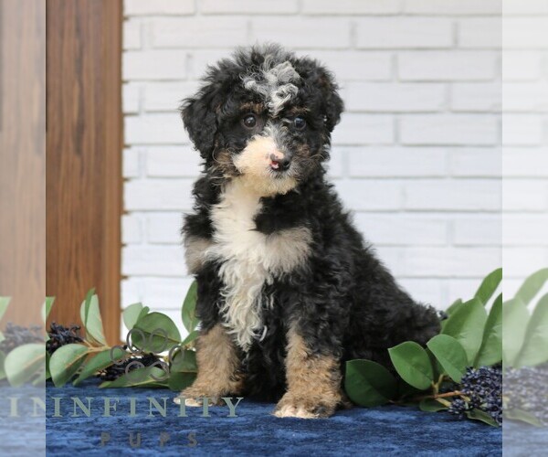 Medium Photo #2 Bernedoodle (Miniature) Puppy For Sale in PARADISE, PA, USA