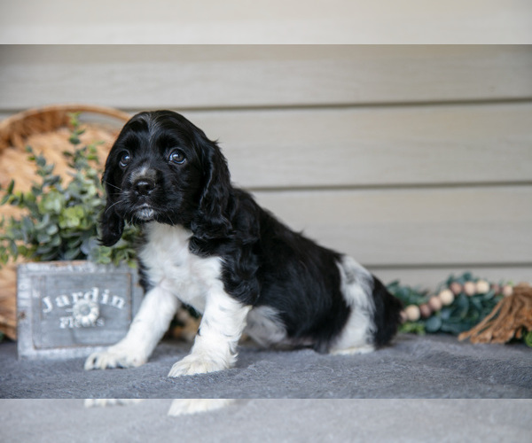 Medium Photo #5 Cocker Spaniel Puppy For Sale in SEAMAN, OH, USA