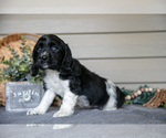 Small #4 Cocker Spaniel