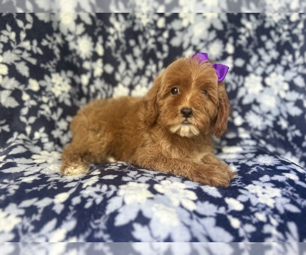 Medium Photo #7 Cock-A-Poo Puppy For Sale in LAKELAND, FL, USA
