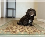 Small #1 Poovanese
