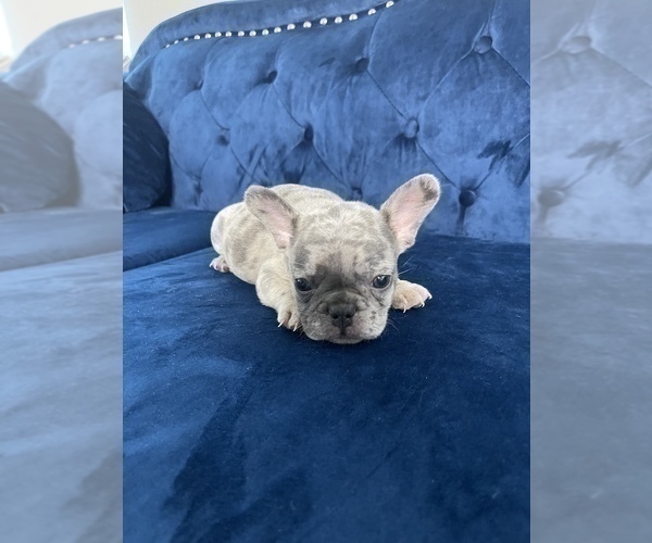 Medium Photo #45 French Bulldog Puppy For Sale in EMPIRE STATE, NY, USA
