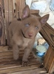 Small Photo #2 German Shepherd Dog Puppy For Sale in COLONY, OK, USA