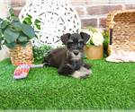 Small #10 Schnauzer (Miniature)