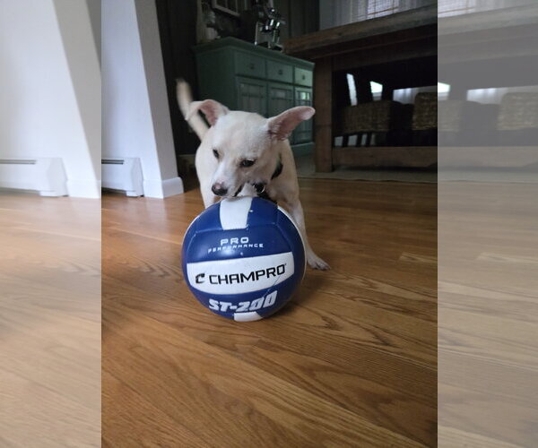 Medium Photo #10 Chihuahua-Unknown Mix Puppy For Sale in Wakefield, RI, USA