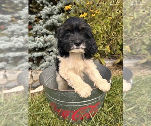 Cockapoo Puppy for sale in MIDDLEBURY, IN, USA