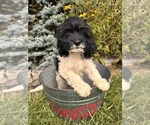 Image preview for Ad Listing. Nickname: Duncan