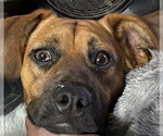 Small #11 Labrador Retriever Mix