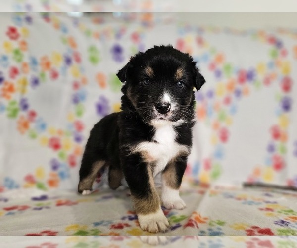 Medium Photo #1 Australian Shepherd Puppy For Sale in PHOENIX, AZ, USA