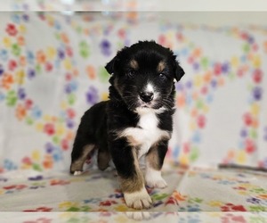 Australian Shepherd Puppy for sale in PHOENIX, AZ, USA